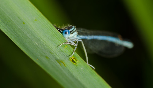 macro germany insect bavaria nikon makro damselfly lenses extensiontube kenko whiteleggeddamselfly nikon105f28 platycnemispennipes d7000
