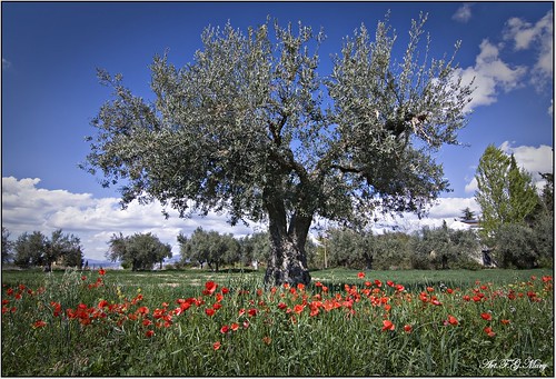 trees españa naturaleza nature canon landscape andalucía spain árboles paisaje arbres granada olives paysage olivos espagne oliviers