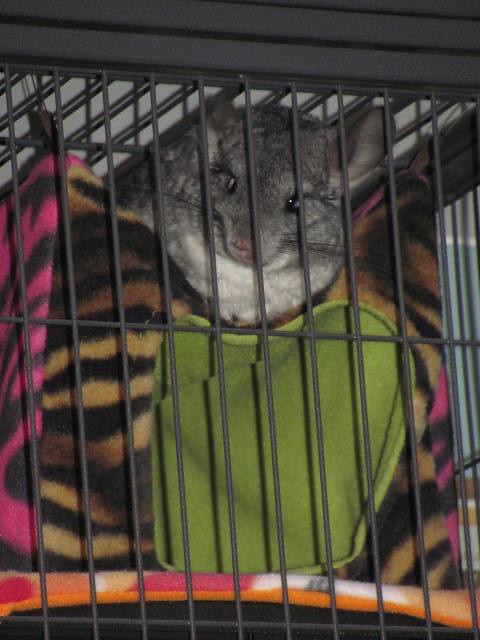 Midna on her chinchilla cube