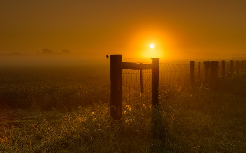 orange field fog rural sunrise fence farm delphi indiana