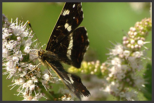 insectes papillons araschnialevana faune