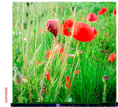 red flower poppies vignette