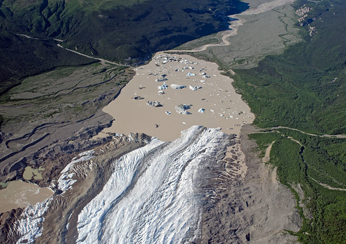 glacier wrangellstelias