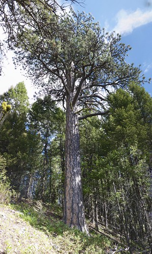trees panorama tree pine rockies montana whole alpine ponderosa conifer lolonationalforest pinusponderosa