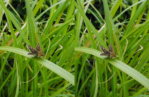 Aeromachus inachus, stereo parallel view