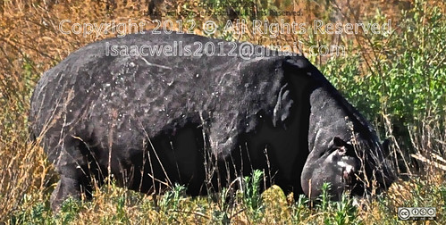 travel sunset leave water graze overland hippopotamuses at