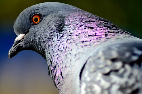 bird nikon pigeon streetphotography newbrunswick saintjohn d7000 tamron70300356g