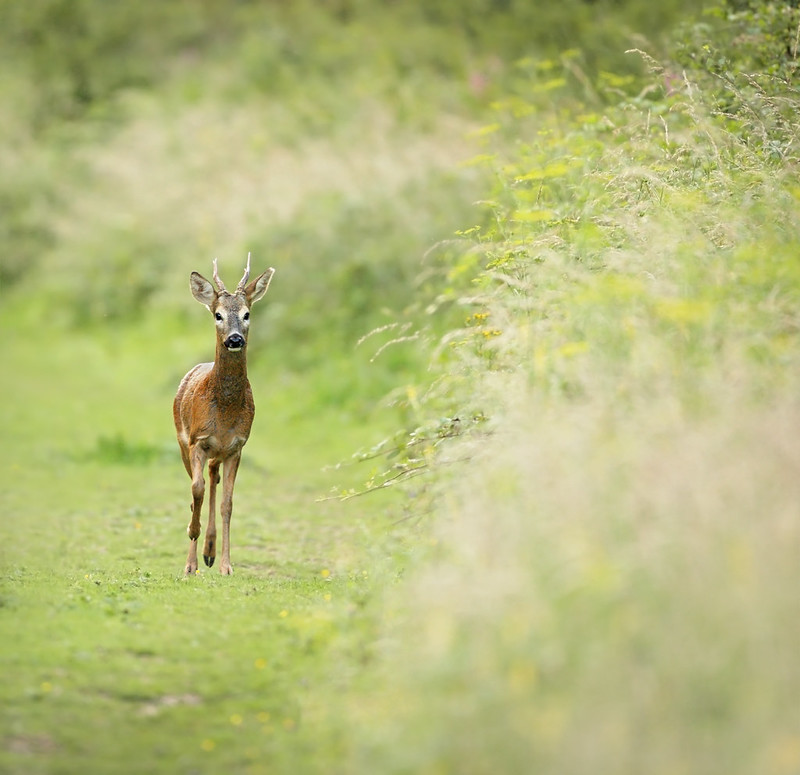 Roe deer, Friston Forest
