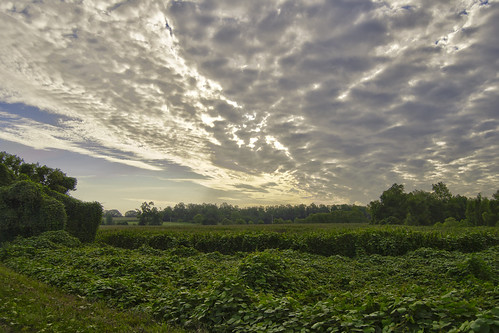sky field clouds sunrise corn tennessee ivy hdr kudzu daybreak invasive invasivespecies milantn westtennessee