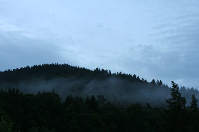 Mist on the Black Forest