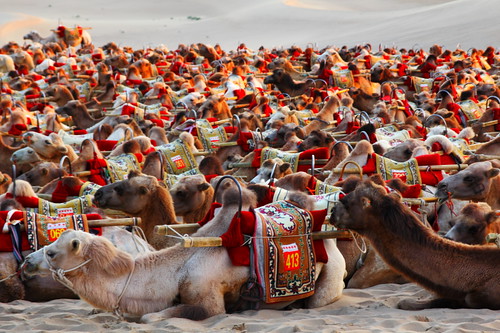 china travel canon desert sigma silkroad 中国 camels gansu 甘肃 敦煌 鸣沙山 60d 1770os