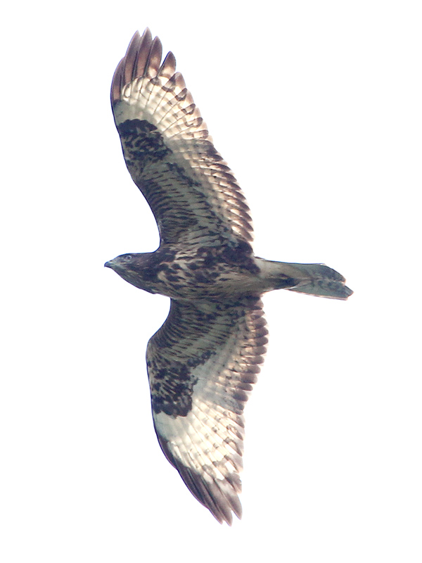 Photograph titled 'Common Buzzard'