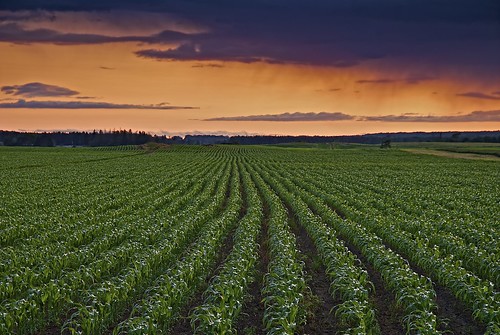 sunset summer ontario storm field rain weather clouds rural evening corn horizon farming rows agriculture northernontario gnd2h tarbutttownship maclennanroad