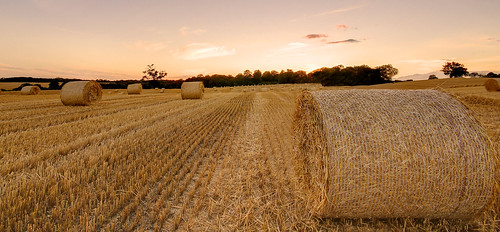 light sun sunshine sunrise canon golden corn harvest first hour fields crops farmer hay hertfordshire baggs