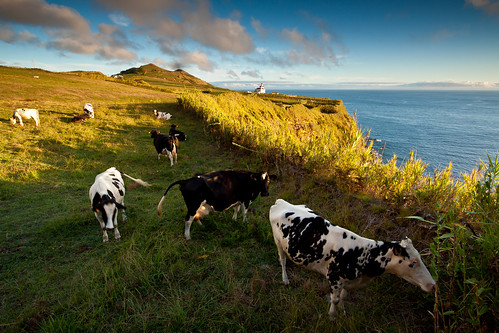 sunset sea portugal canon cows azores mosteiros 50d flickraward ilustrarportugal mygearandme mygearandmepremium mygearandmebronze