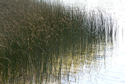 park lake reflection nature reeds landscape pond brighton metro michigan annarbor meadows utata uncool lilypad huron waterscape uncool2 uncool3 uncool4 uncool5 uncool6 uncool7