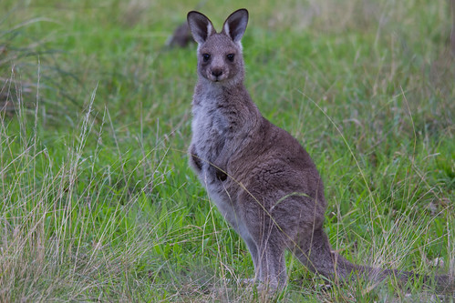 Young kangaroo 2012-07-11 (_MG_0848)