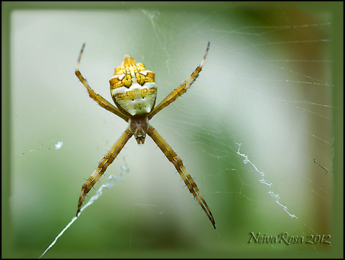 garden spider nikon jardin 60mm araña argiope