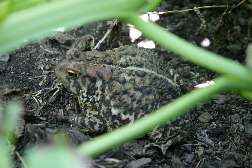 toad 038