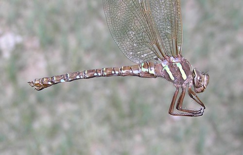 insect dragonfly darner odonata anisoptera aeshnidae shadowdarner aeshnaumbrosa