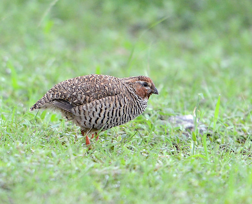 wildlife rajasthan quail nasirabad nikond800 bushquail rockbushquail shonkhalia shokhalia sonkaliya