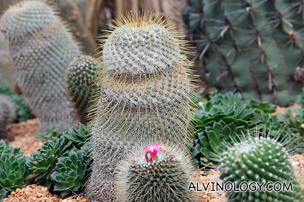 Phallic looking cactus