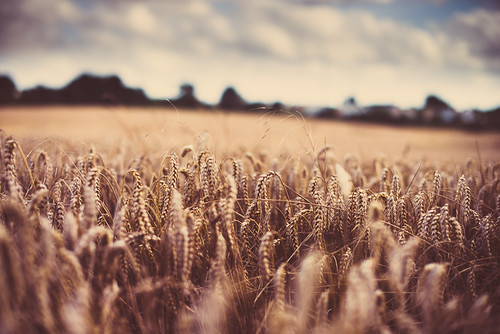summer sky france field 50mm countryside nikon outdoor wheat ciel normandie été campagne normandy champ d800 exterieur