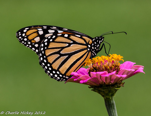 butterfly unitedstates pennsylvania hamburg lepidoptera monarch berkscounty nymphalidae danausplexippus kaerchercreekpark g2wc
