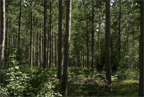 trees woods raw trail joeldinda 1v1