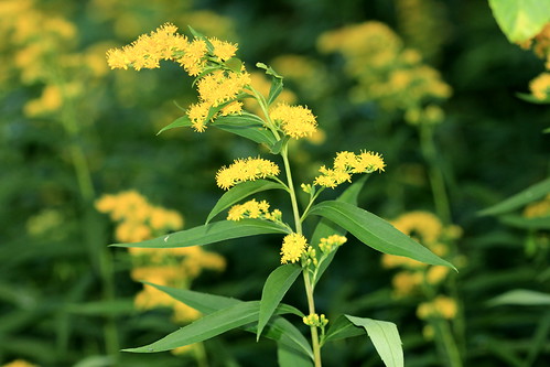 Early Goldenrod 10564