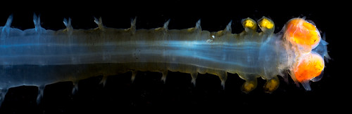 Pelagic Alciopid polychaete.