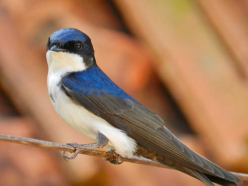 bird brasil swallow andorinha nikonflickraward