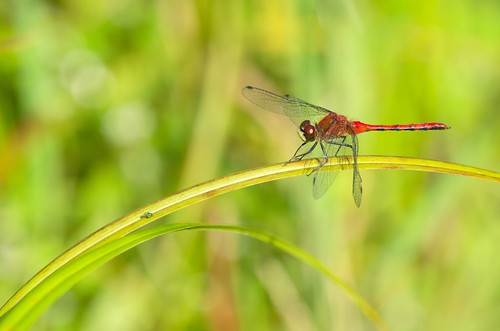 red rouge nikon dragonfly bokeh québec été libellule truecolors petitmarais couleursnaturelles leucorrhiniahudsonica saguenaylacsaintjean saintgédéon d5100 nikon55300mmf4556g