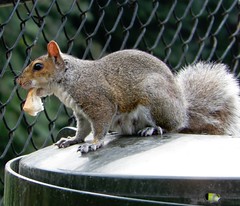 Squirrel with Bread
