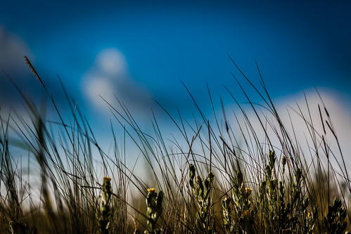 morning blue usa grass photography coast us photo texas unitedstates dunes unitedstatesofamerica august bluesky coastal photograph 100 f28 2012 surfside 200mm surfsidebeach ef200mmf28liiusm brazoriacounty ¹⁄₈₀₀₀sec mabrycampbell august42012 201208042919