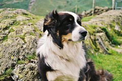 dog in Lakes District, UK