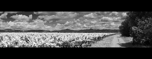 blackandwhite bw france landscape vines pano panoramic vinyard rhone
