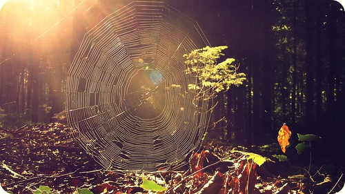 light sunset nature sunshine forest sunrise switzerland shine bokeh spiderweb spiderman