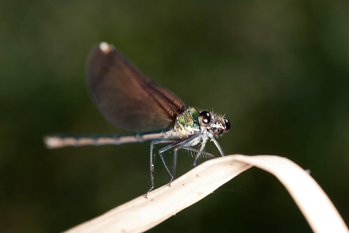naturaleza macro nature digital landscape nikon dragonfly libelula tamron 90mm d60 “nikonflickraward” metz15ms1