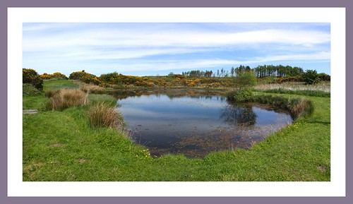 panorama holiday reflection garden landscape scotland spring pond framed dumfriesgalloway stranraer glenwhan glenwhangardens dunragit