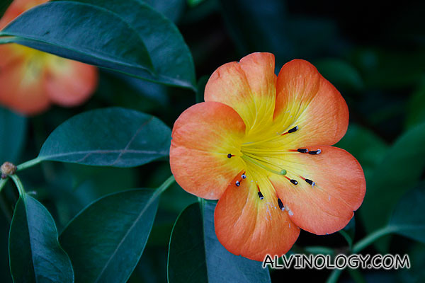 A lovely red-yellow flower