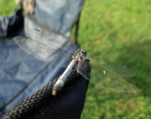 summer green nature water sunrise newjersey dragonfly outdoor nj marsh campground portrepublic mullicariver collinscove болота ньюджерси palustrinewetlands chestnutlake честнатлейк