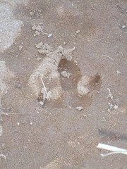 Emu footprint, Kirkalocka Station