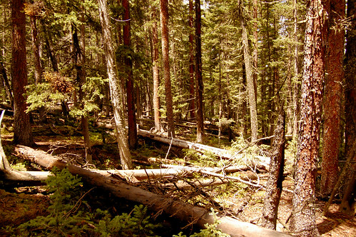 trees mountains tree nature tom forest landscape rockies nikon colorado july rockymountains wilderness 2012 powderhorn d40 powederhorn powderhornwilderness