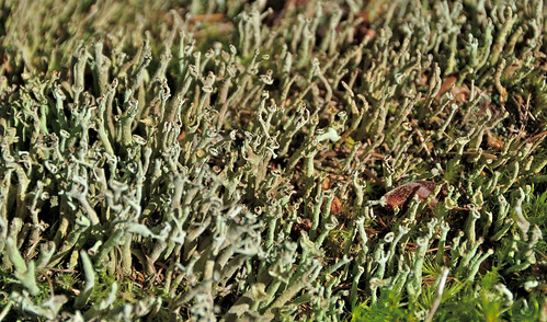 schweiz switzerland pattern lichen svizzera cladonia cuplichen lakemarmorera cantongraubünden laidamarmorera natonstrase marmels