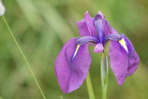 Irises on the Notsuke Peninsula (Hokkaido, Japan)