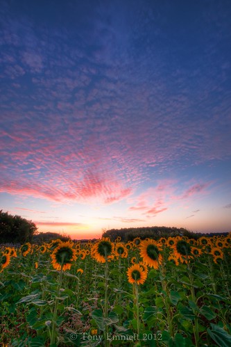 france sunrise sunflower deuxsèvres poitoucharente donotusewithoutpermission