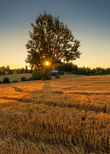 sunset summer sun tree field oregon rural oak nikon wheat grain harvest august reap flare lonely goldenhour 2012 d800 hevetia