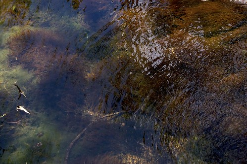 shadow wild brown mountains newmexico green pool forest walking spring sticks stream solitude hiking sunny solidarity ripples algae twigs waterplants afternoonlight blackrange eastrailroadcanyon
