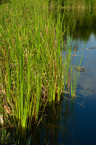 plants botanical florida swamps marsh infocus highquality